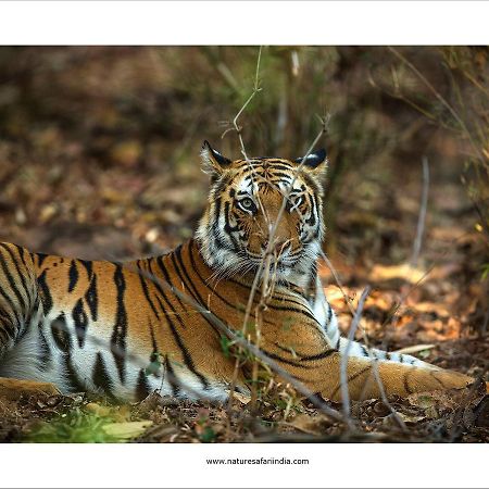 Tiger'S Den Resort Bandhavgarh National Park Εξωτερικό φωτογραφία