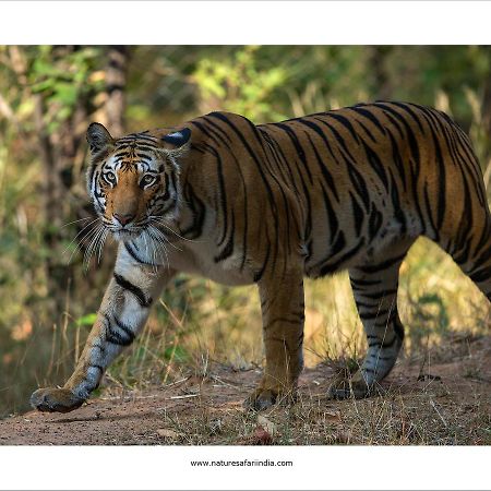 Tiger'S Den Resort Bandhavgarh National Park Εξωτερικό φωτογραφία