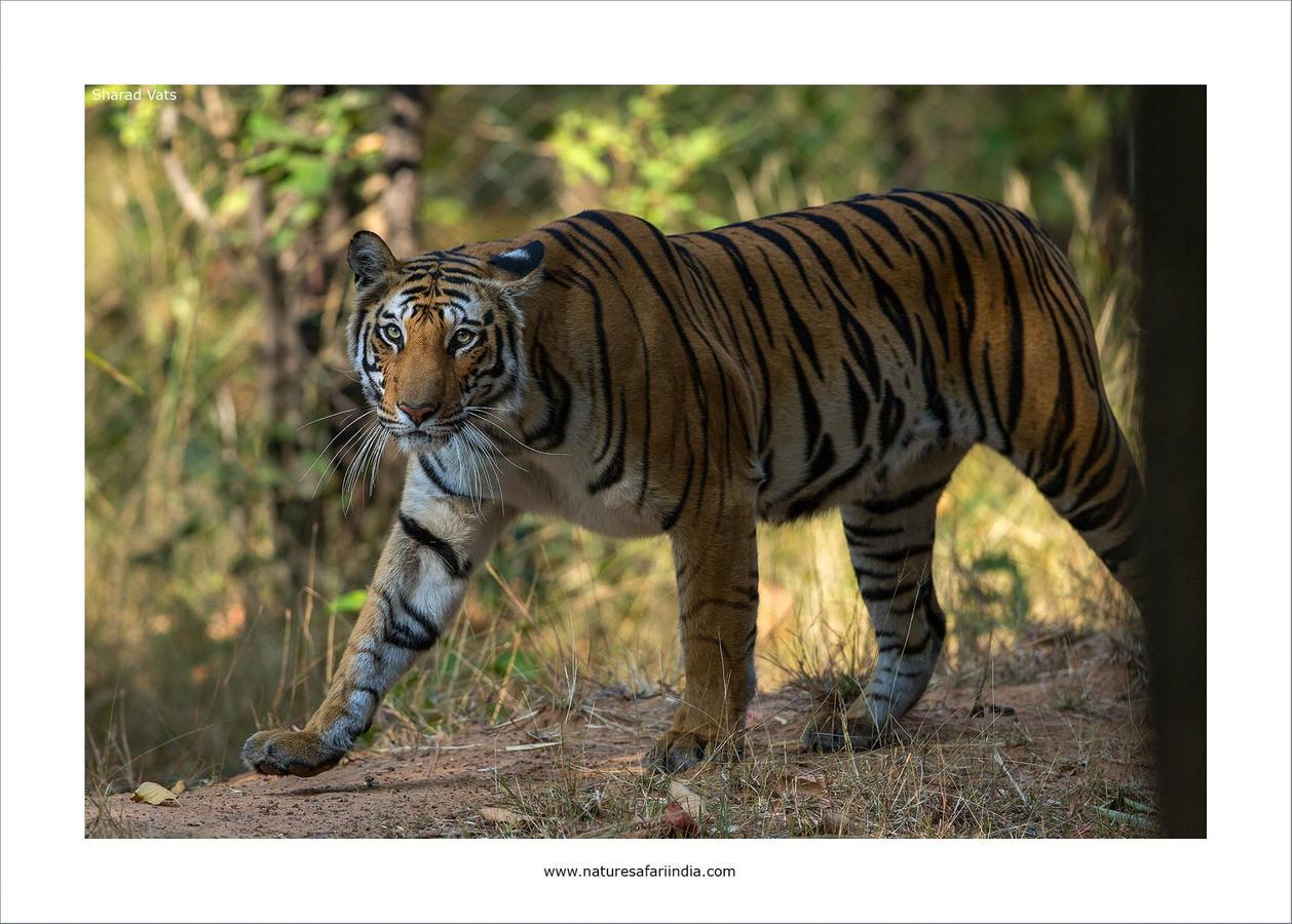 Tiger'S Den Resort Bandhavgarh National Park Εξωτερικό φωτογραφία